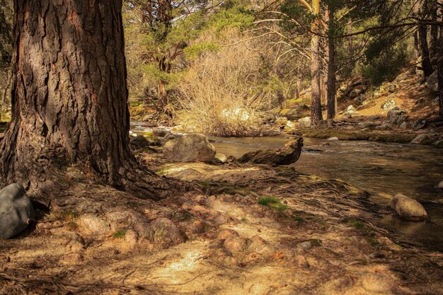 Foto door het bos stroomt een rivier met op de voorgrond een boomstam