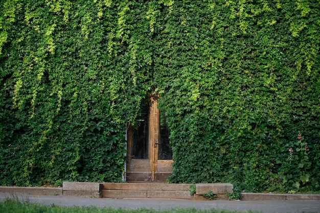 A door in a wall of ivy