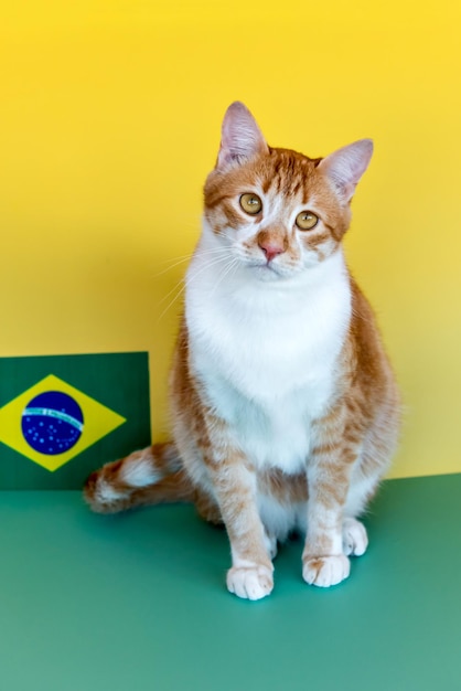 Doordachte gele kat Brazilië fan