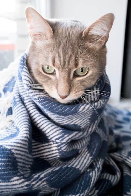 Doordachte kat gewikkeld in een warme deken en zit op een vensterbank bij het raam op een winterdag