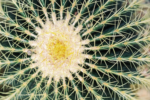 Doorn cactus close-up. Groene succulente plant textuur over venster.