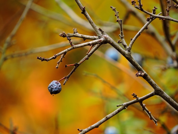 Doorn de herfsttakken Sleedoornbessen op de takken