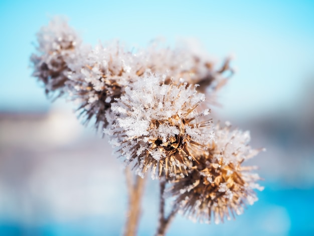 Doorn plant met eerste sneeuwvlokken