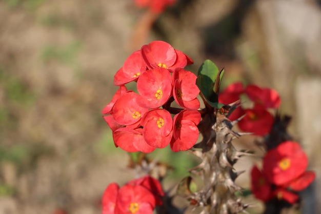 Doornenkroon bloem Mooie Euphorbia Milii bloemen