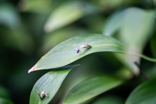 Doornloze slagersbezembloem op een blad bloeit in het midden van een blad op een plant