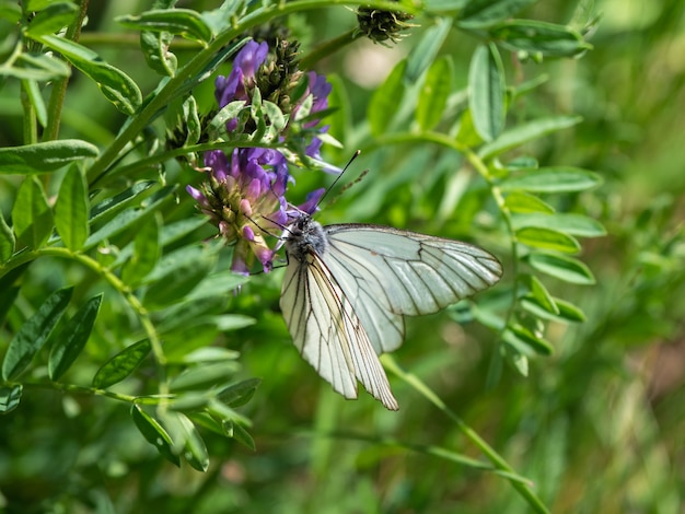 Doornvlinder op een klaverbloem op een onscherpe achtergrond van een open plek. Achtergrond van dieren in het wild.