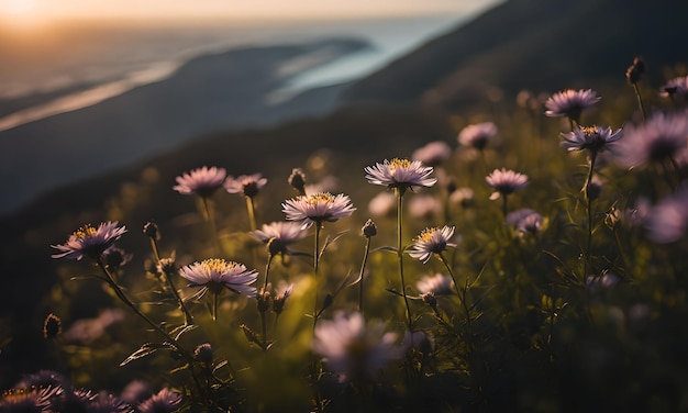 Doorschijnend Wildflowers-behang op de kliffen