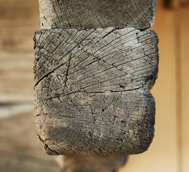 Foto doorsnede van de stam met jaarringen