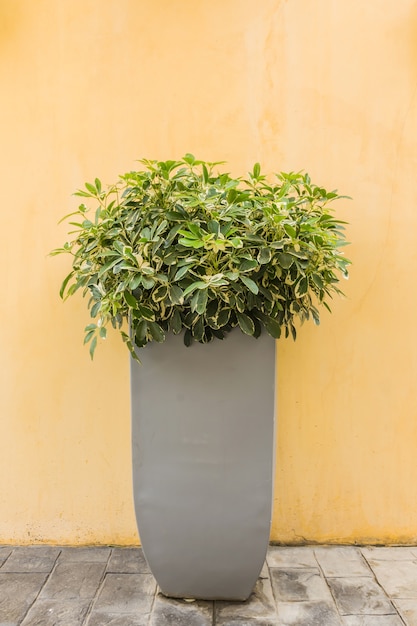 Foto doos in terracotta pot