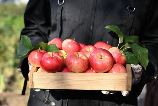 doos met verse appels op een houten tafel in een tuin