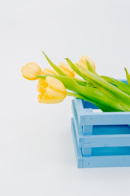 doos van de tulpen de blauwe houten die kar op witte achtergrond wordt geïsoleerd.