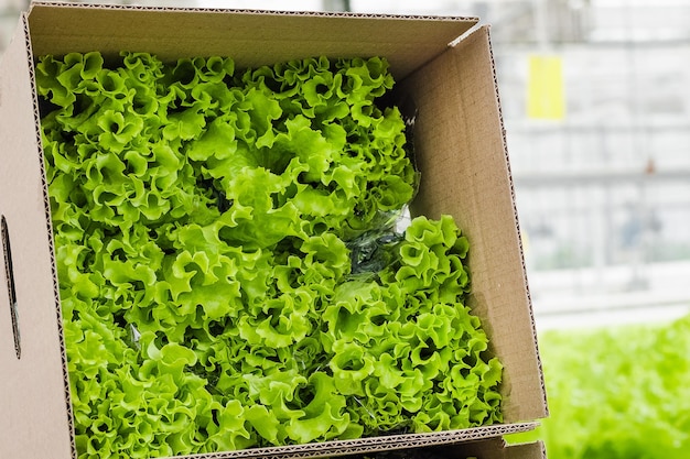 Doos van verse rijpe groene sla. Biologische groenten, kleine lokale boerderij, landbouwconcept.