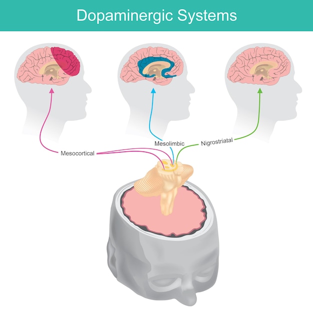 Dopaminergic Systems Brain structure are involved in both physiological and behavioral processes