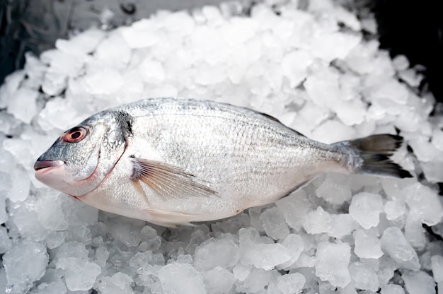 dorado fish on ice, on a stone background