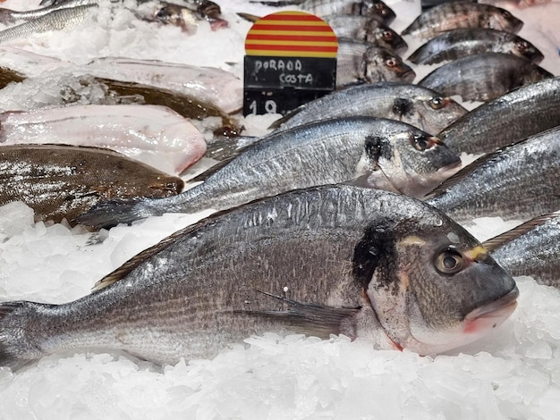 Photo dorado fish lay in ice sell on market of seafood