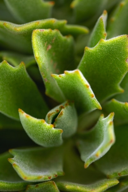 Doris Taylor.Succulent plant with dense of white hairs on leaves .Macro photography with soft pastel color toned.