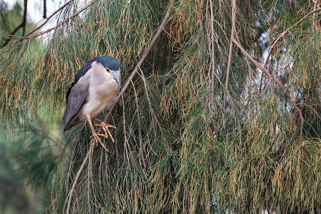 Dorminhoco bird portrait in tree branches