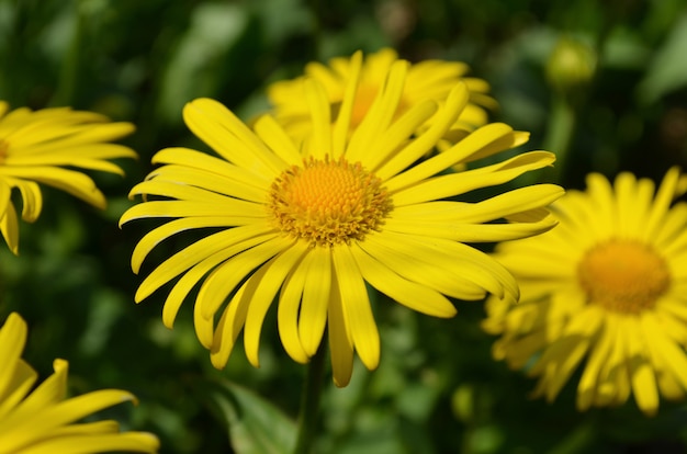 Doronicum 꽃