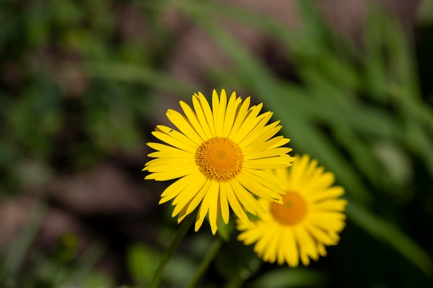 ドロニクム・オリエンテール (Doronicum orientale) バネ・レオパード (Bane leopard) 黄色いデイジー (Daisy) 春の花