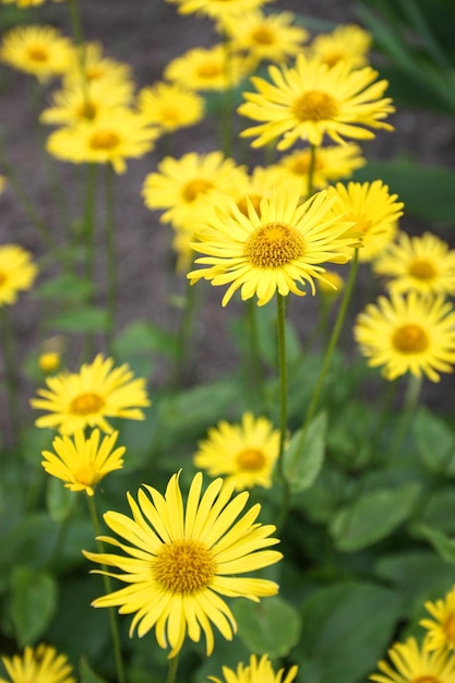 Doronicum yellow flowers