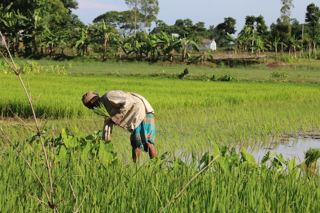 Dorpsboer werkt in het veld voor een enorme productie van padie of rijst. Foto van hoge kwaliteit.