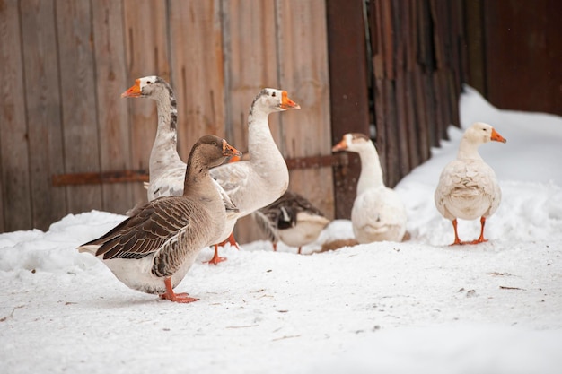 Dorpsganzen lopen in de wintertuin