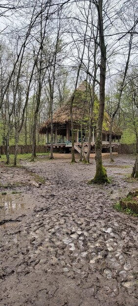 Dorpshuis in het bos.