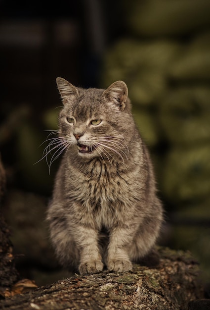 Dorpskat aan het rusten Leuke kat op de grond