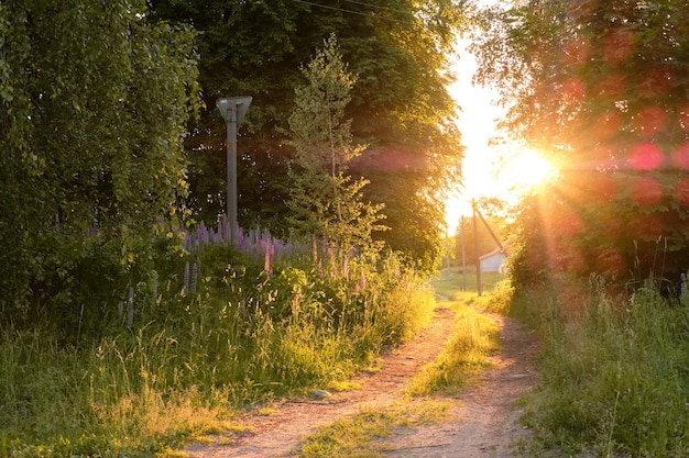 Foto dorpsweg tussen bomen en struiken pad verlicht door de zon avondverlichting