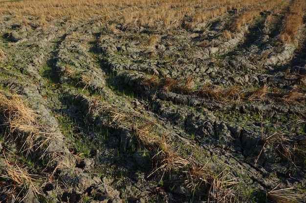 dorre, droge rijstvelden