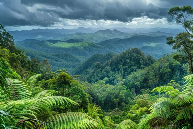 Photo dorrigo national park offers panoramic views of ancient rainforests