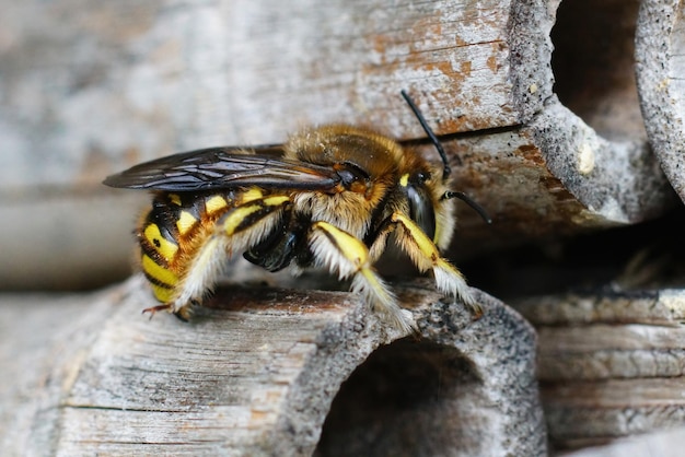 Dorsale close-up van een vrouwelijke Europese wolcarder bij Anthidium manicatum in het bijenhotel