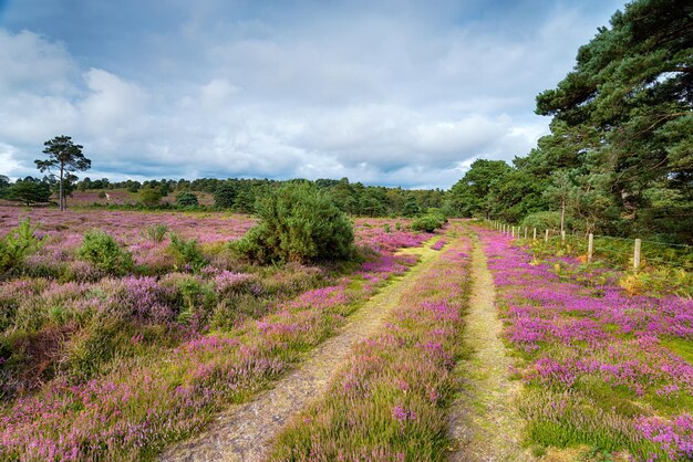 Dorset heide