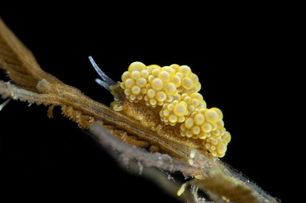 写真 ドートー・シー・スラグ (doto sea slug) はバリのトゥランベン島の海生生物である