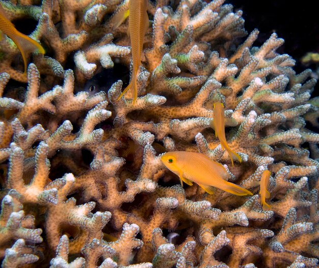 Photo a dottyback anthias