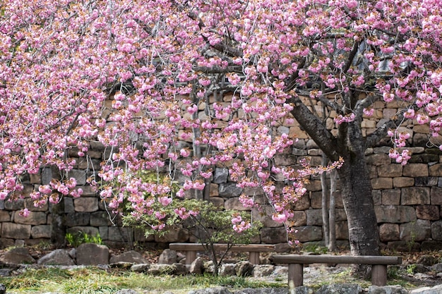 満開の二重桜