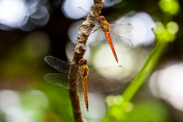 double dragonflies