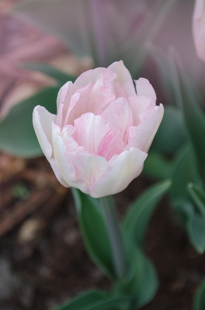 Double pink peony tulip in garden Beautiful double pink tulip Pink early flowering double tulip Only me