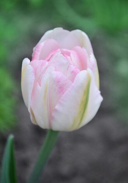 庭のダブルピンクの牡丹チューリップ美しいダブルピンクのチューリップピンクの牡丹の花がぼやけた背景に対してダブルチューリップ