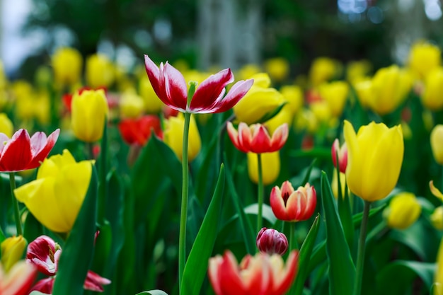 Double princess tulip in a field of tulips