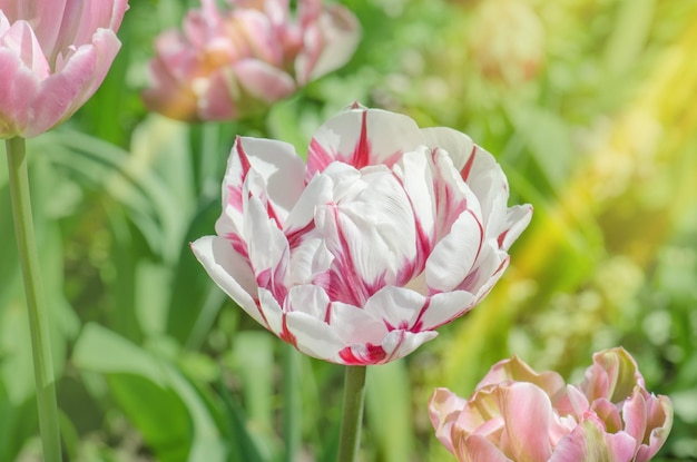 Double white tulip with red stripes Carnaval de nice tulip