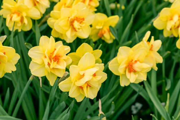 写真 春の庭で育つ二重の黄色とオレンジのナルシス・ナルシスの花