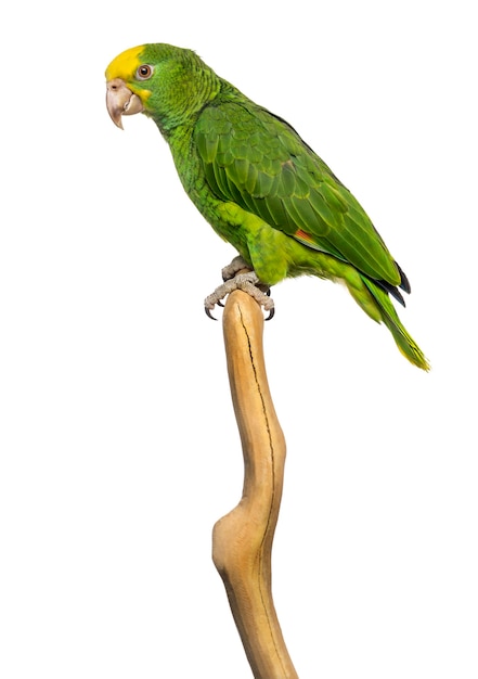 Double Yellow-headed Amazon (6 months old) perched on a branch, isolated on white