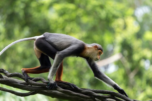 Photo douc langur feeding on the trees.