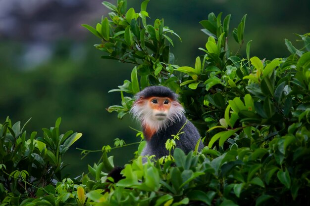 Foto douc langur op de boom