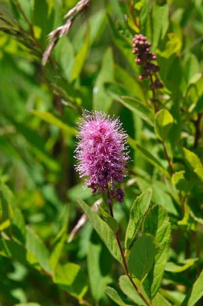 Douglas Spirea in een tuin