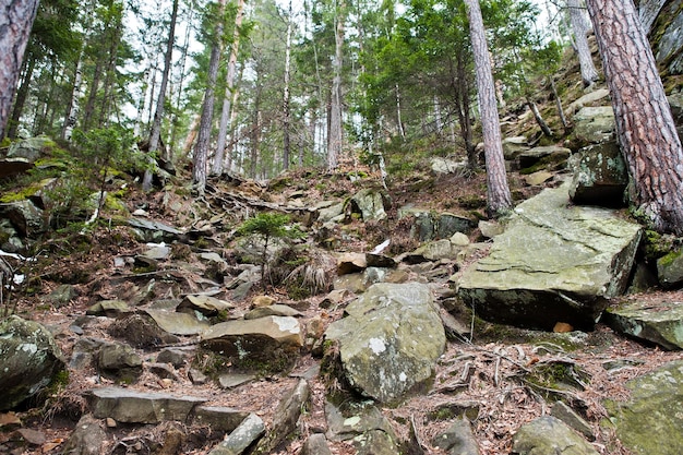 Dovbush rocks in green forest at Carpathian mountains