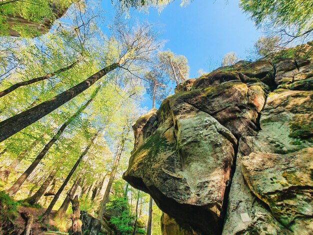 Dovbush rocks Ukraine spring forest