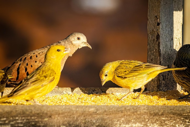 Dove birds Columbina and ground canary Sicalis flaveola eating feed in a wooden house