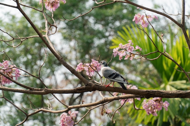 公園の枝に鳩。